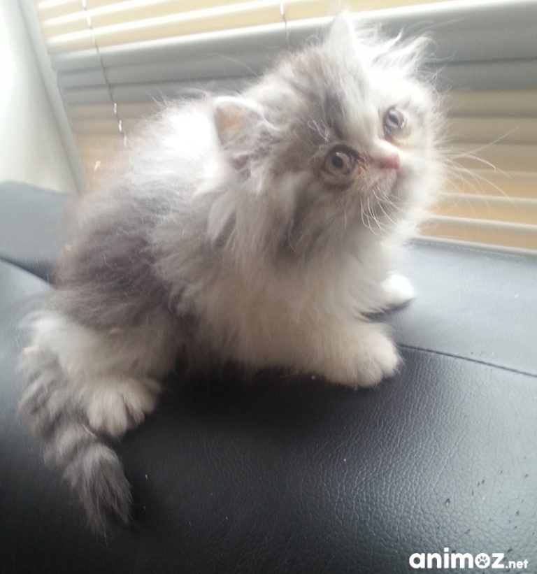 Recherche chaton persan a donner taupier sur la France