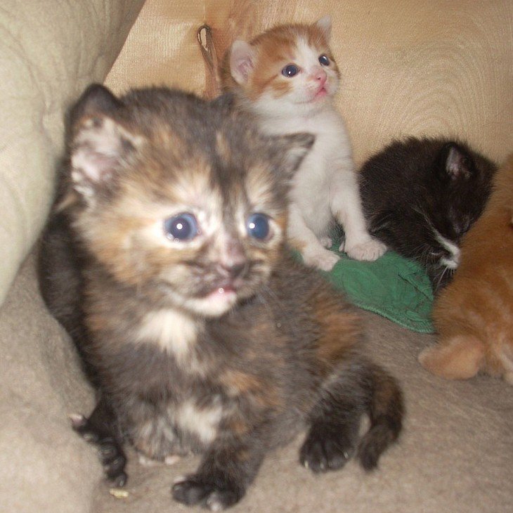 Cherche chatons a donner taupier sur la France